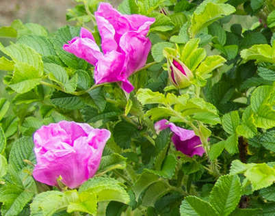 Japán rózsa, Rosa rugosa