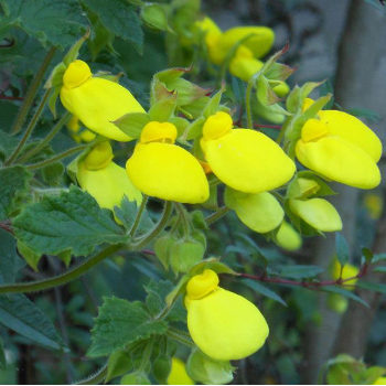 Papucsvirág szokatlan alakú virágai - Calceolaria tomentosa