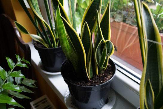 Anyósnyelv Sansevieria