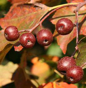 Berkenye fajták, Sorbus