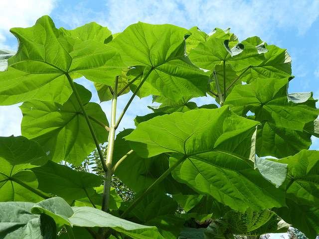 Császárfa - Paulownia tomentosa