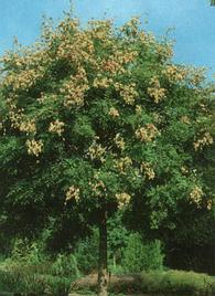 Bugás csörgőfa - Koelreuteria paniculata