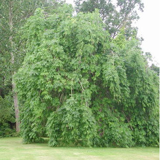 Csüngő ágú kőris, Fraxinus excelsior Pendula