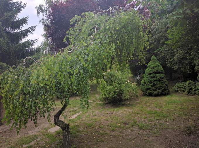 Csüngő nyír Betula pendula Youngii