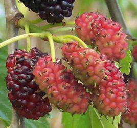 A mulberry fa hasznos tulajdonságai és ellenjavallatai