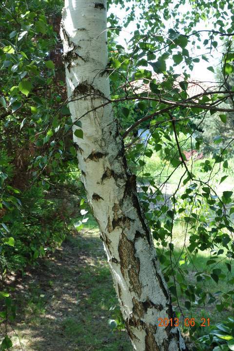 nyírfa, betula pendula 