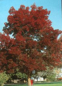 Keskenylevelű kőris - Fraxinus angustifolia Raywood