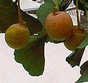 Páfrányfenyő termés