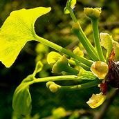 Páfrányfenyő női ivarú virág