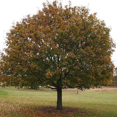 gömbjuhar, acer platanoides globosum 