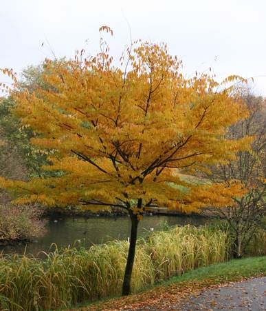 Zelkova serrata - Gyertyánszil