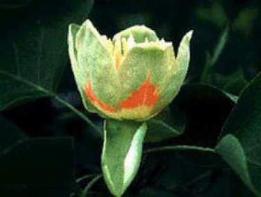 Tulipánfa Liriodendron tulipifera