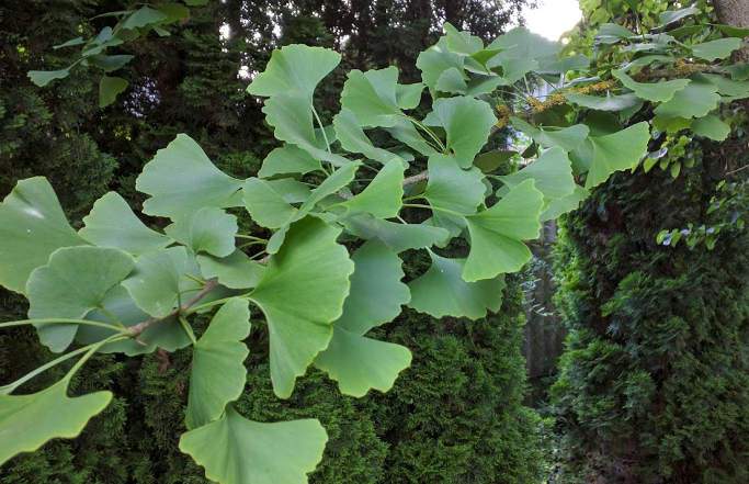 Páfrányfenyő Ginkgo biloba