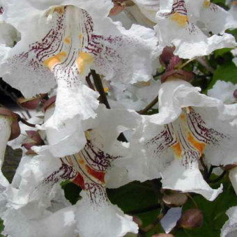 Szivarfa Catalpa bignonioides