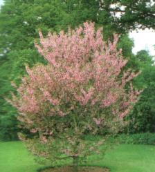 Júdásfa Cercis siliquastrum Júdásfa Cercis siliquastrum
