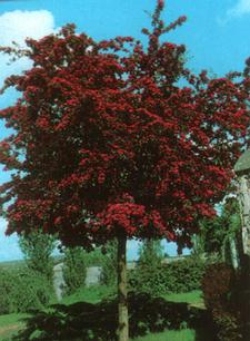 Galagonya fajták Crataegus