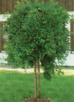 Csüngő borsófa - Caragana arborescens 'Pendula'