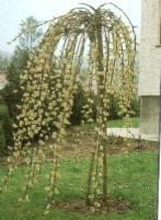 Csüngő barkafűz - Salix caprea Pendula