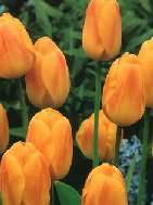 Középkorai tulipánok