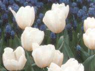 korai tulipánok