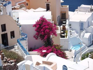 Bougainvillea - Santorini Oia