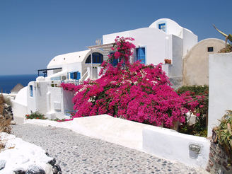 Santorini, Oia - (Bougainvillea)