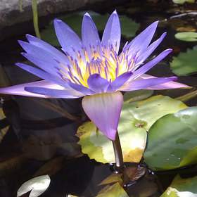 Nymphaea King of the Blues