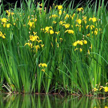 Mocsári nőszirom - Iris pseudoacorus