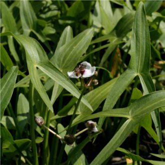 Nyíllevelű nyílfű, Sagittaria sagittifolia