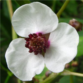 Nyílfű virág- Sagittaria sagittifolia