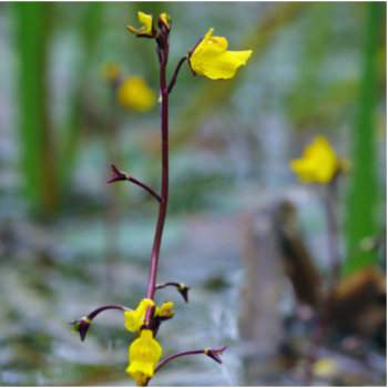 Rence virág - Utricularia vulgaris