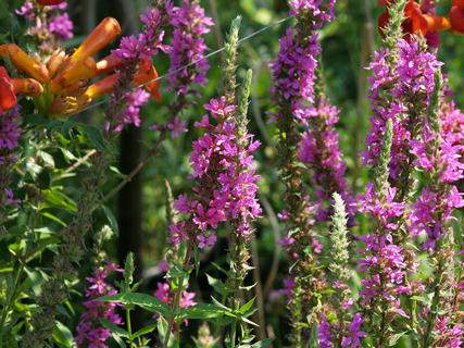 Réti füzény képek - Lythrum salicaria - Vizinövények