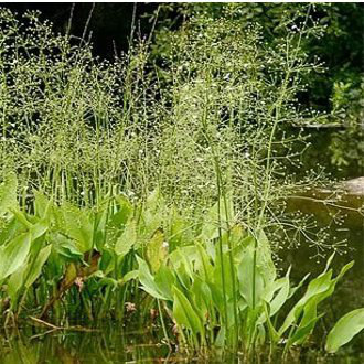 Vízi hídőr - Alisma plantago aquatica