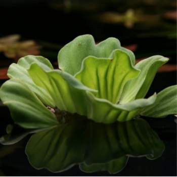 Vízisaláta Pistia stratoides Vízisaláta