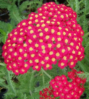 Cickafark sötét piros - Achillea filipendula Paprika