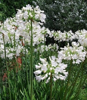 Afrikai szerelemvirág fehér - Agapanthus Duivenbrugge White