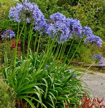 Afrikai szerelemvirág Agapanthus Dr Brouwer