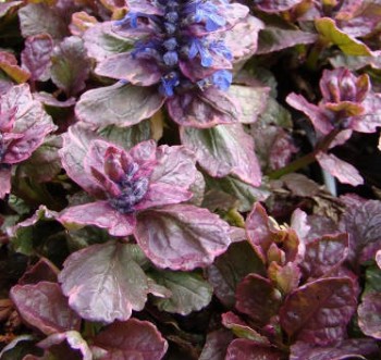 Ajuga Sugar Plum - Indás ínfű színes levelű talajtakaró