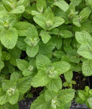 Alma illatú menta Mentha suaveolens Apple Mint