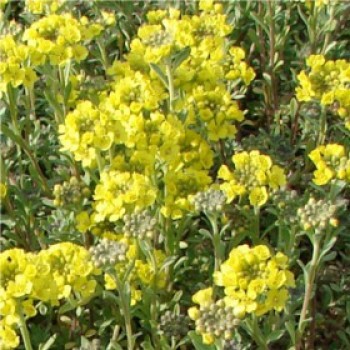 Hegyi ternye Alyssum montanum Berggold