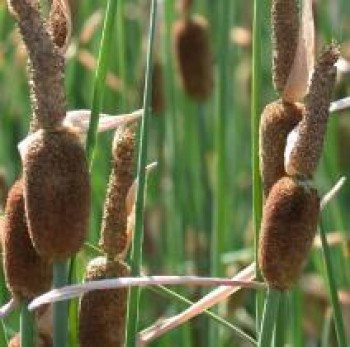 Apró gyékény Typha minima Tavi növény, vízinövény