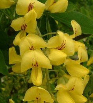 Aranyeső - Laburnum anagyroides