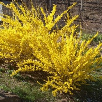 Aranyvessző bokor - Forsythia intermedia