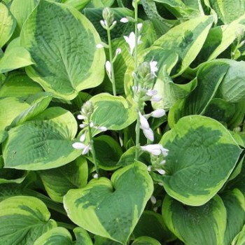 Árnyékliliom - Hosta Abiqua Moonbeam