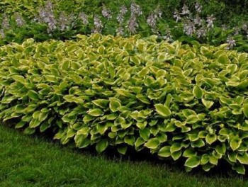 Sárga tarka levelű árnyékliliom - Hosta Golden Tiara