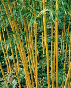 Aranyszárú bambusz Phyllostachys aureosulcata Aureocaulis