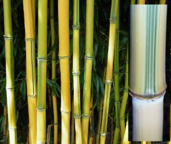 Örökzöld növények Zöld csíkos aranysárga bambusz - Phyllostachys aureosulcata Spectabilis