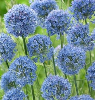 Azurkék díszhagyma – Allium caeruleum (azureum)