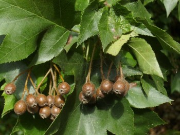 Barkócaberkenye termés - Sorbus torminalis Forrás: http://www.naturamediterraneo.com/forum/topic.asp?TOPIC_ID=33949