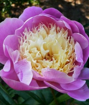 Illatos bazsarózsa rózsaszín sárga – Paeonia lactiflora Bowl of Beauty